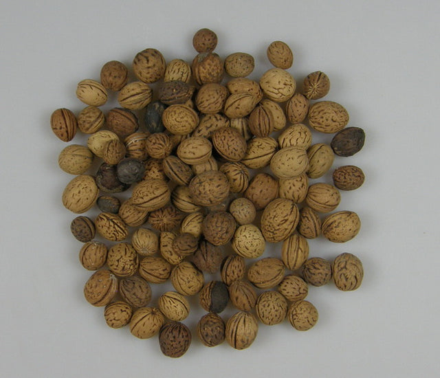 Image for Samburi de piersica