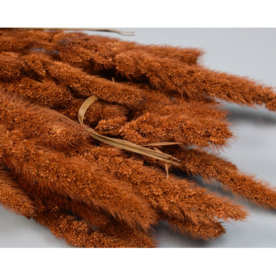 Mohor 100gr maro