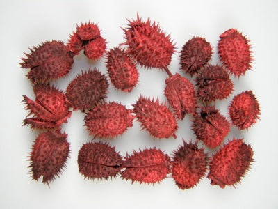 Image for Belendec rosu