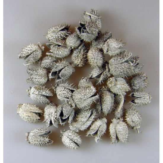 Belendek cu chiciura 0.09kg/pachet