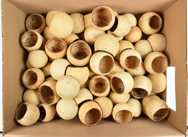 Image for Bell cup natur