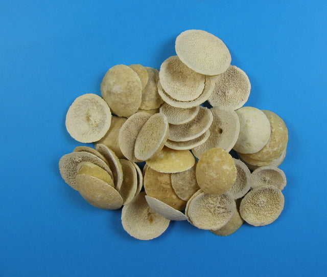 Image for Felii Bell Cup inalbit