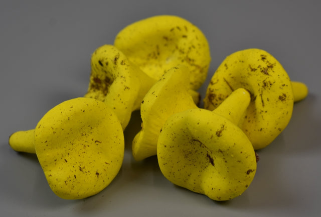 Ciuperci 4.5cm galben