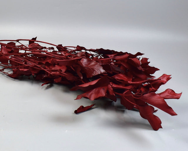 Image for Hedera prep. bordeaux