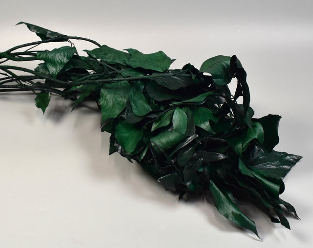 Image for Hedera prep. verde inchis