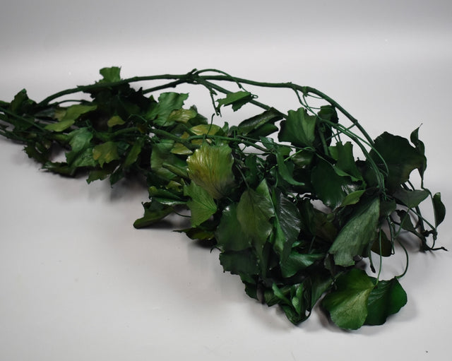 Image for Hedera prep. verde deschis
