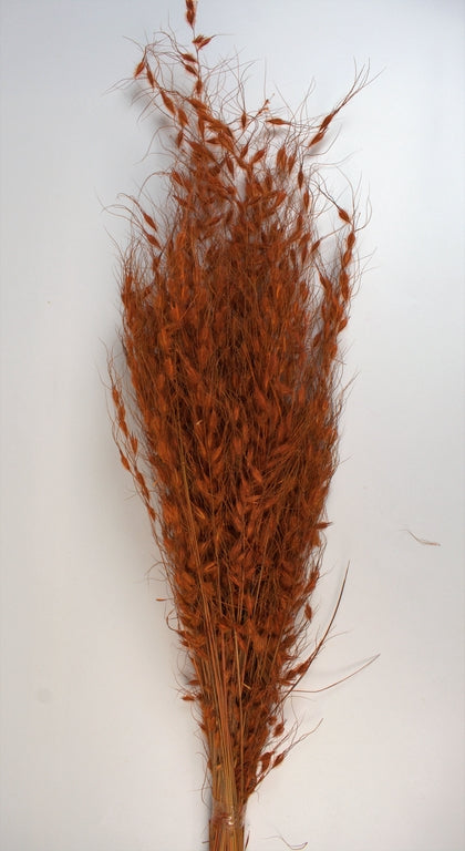 Image for Iarba bursuc portocaliu