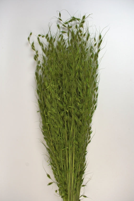 Image for Iarba de bursuc verde deschis