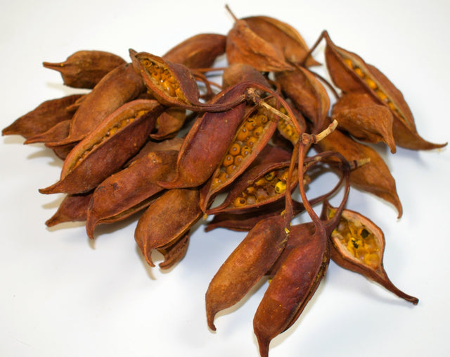 Image for Brachyciton natur