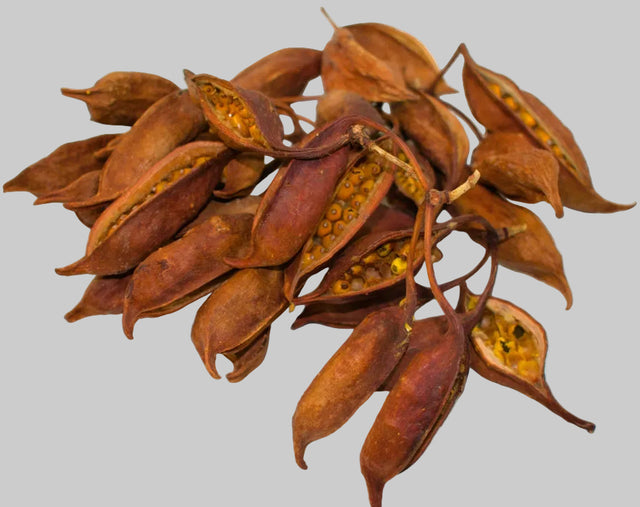 Image for Brachyciton natur