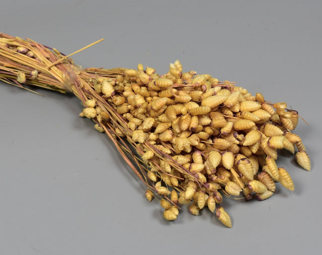 Image for Briza natur