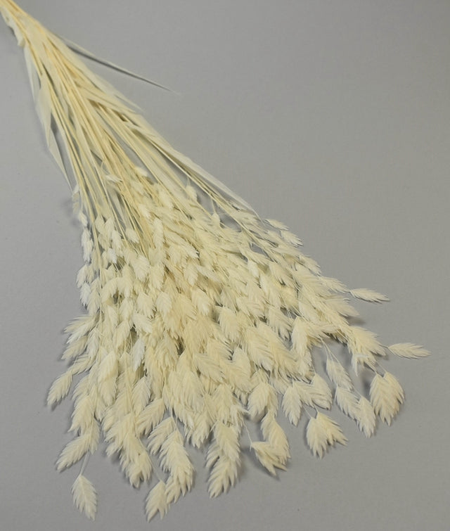 Image for Briza prep.inalbit