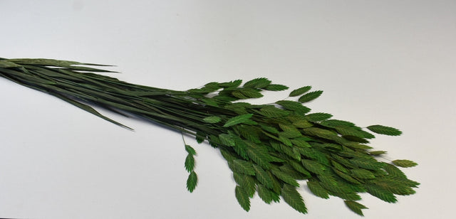 Image for Briza preparat verde deschis