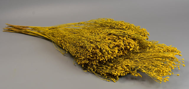 Image for Broom bloom 100gr. vopsit galben