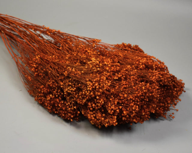 Broom bloom 100g portocaliu