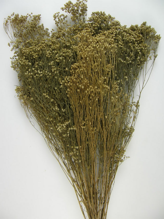 Image for Broom bloom natur