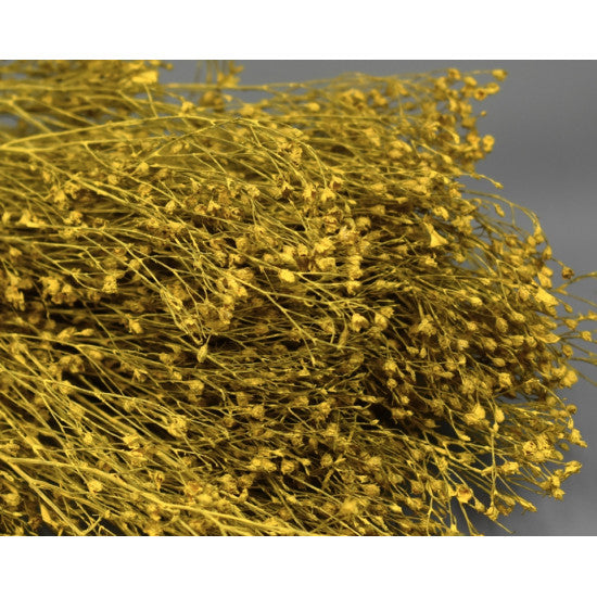 Broom bloom 100gr. vopsit galben