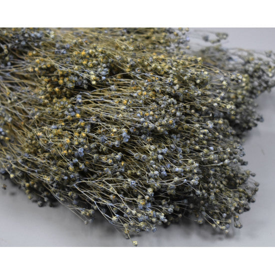 Broom Bloom 100gr vopsit very pery