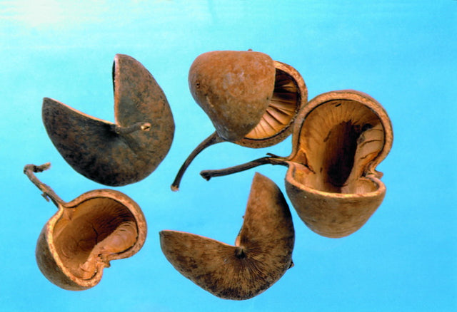 Image for Nuca de Buddha natur