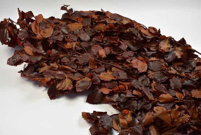 Image for Ramura de fag prep.portocaliu