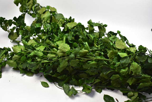 Image for Ramura de fag prep.verde