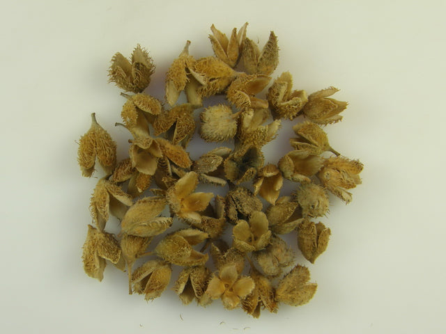 Cupa de jir crem 0.20kg