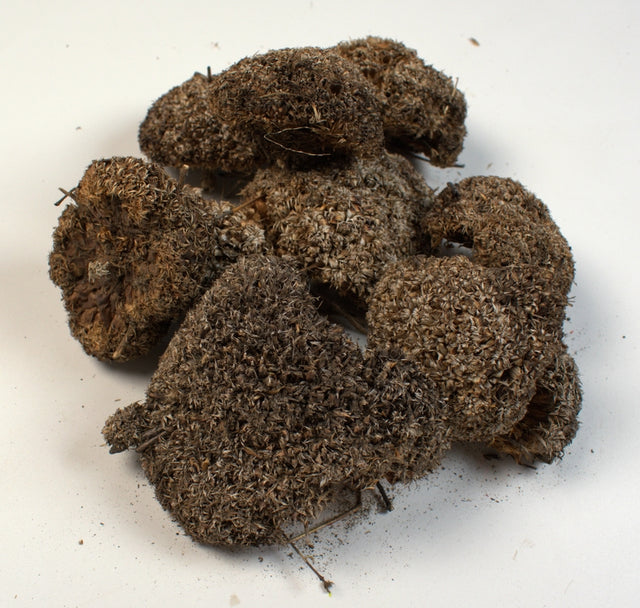 Image for Bran mushroom natur