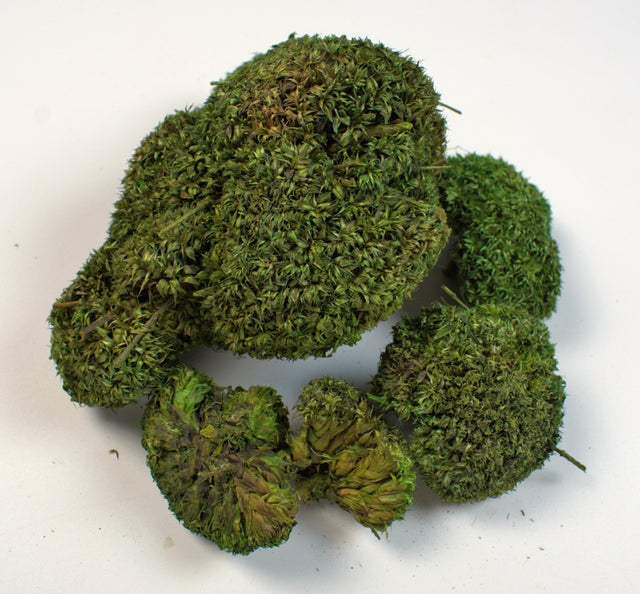 Image for Bran mushroom verde deschis