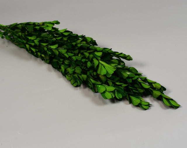 Image for Buxus prep.verde oliv
