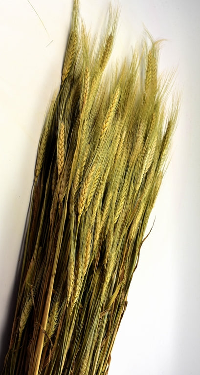 Image for Grau cu spic lung 500g natur