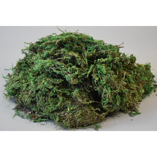 Muschi C verde