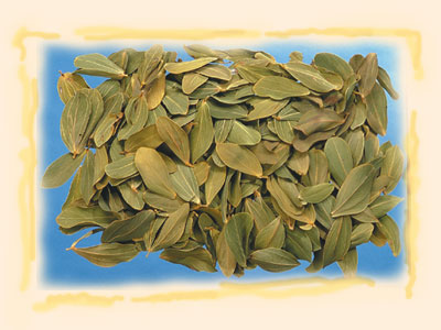 Image for Frunze Cabo verde natur