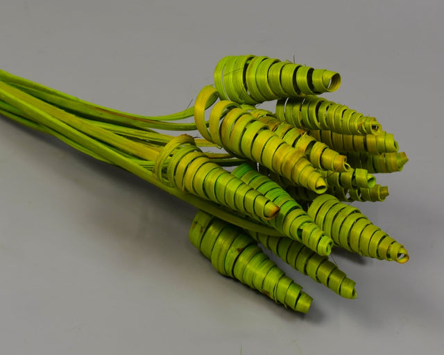 Image for Cane cone mini inalbit mar verde