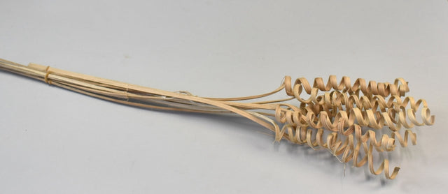 Image for Cane spring natur