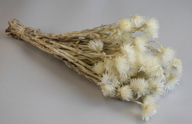 Image for Buchet capblume 30-40cm natur