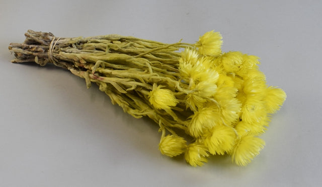 Image for Buchet capblume 30-40cm galben