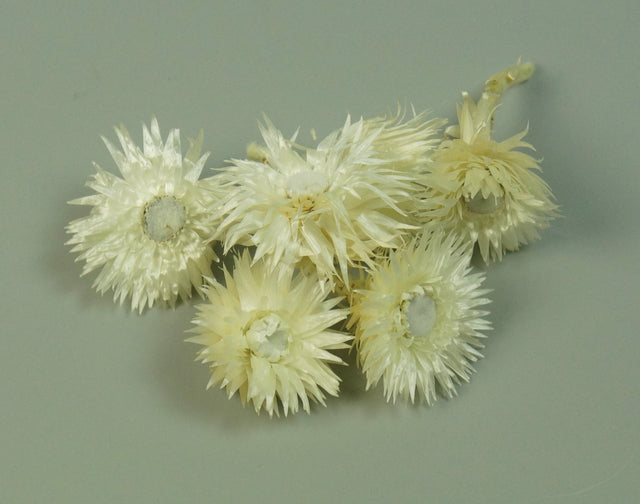 Image for Capete capblume natur