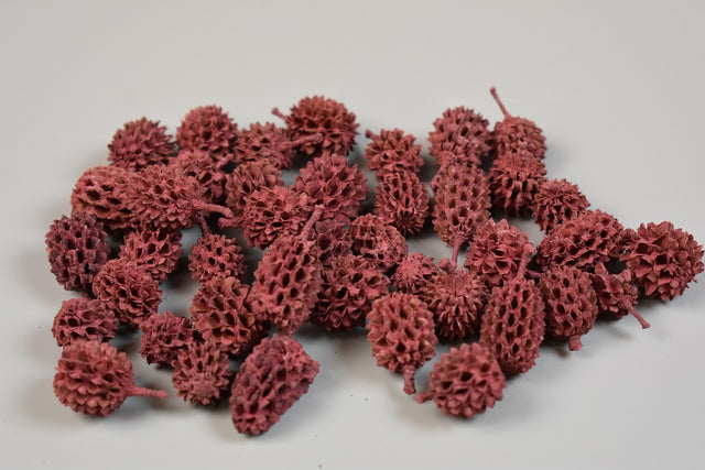 Image for Casuarina vopsit bordeaux