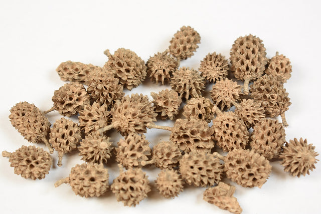 Image for Casuarina vopsit cappucino