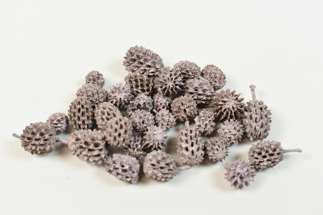 Image for Casuarina vopsit mov