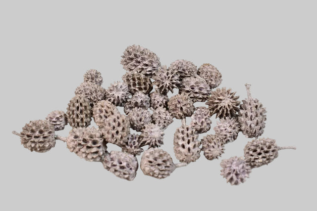 Image for Casuarina vopsit mov