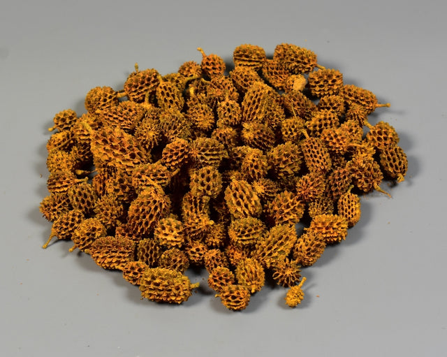 Image for Casuarina vopsit portocaliu