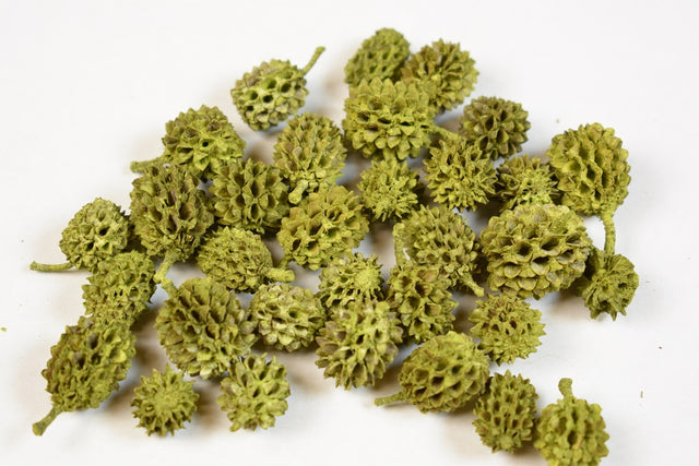 Image for Casuarina vopsit verde oliv