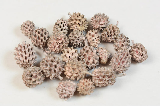 Image for Casuarina vopsit roz