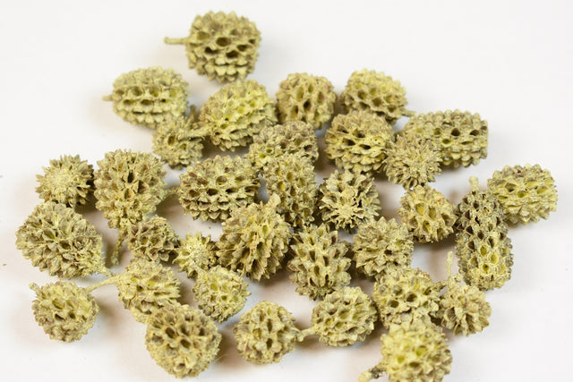 Image for Casuarina vopsit galben