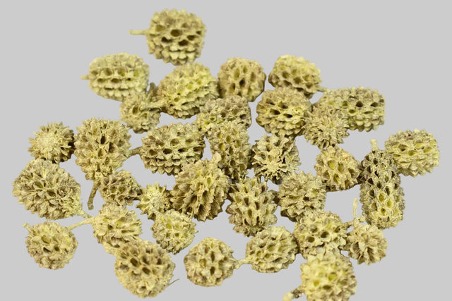 Image for Casuarina vopsit galben