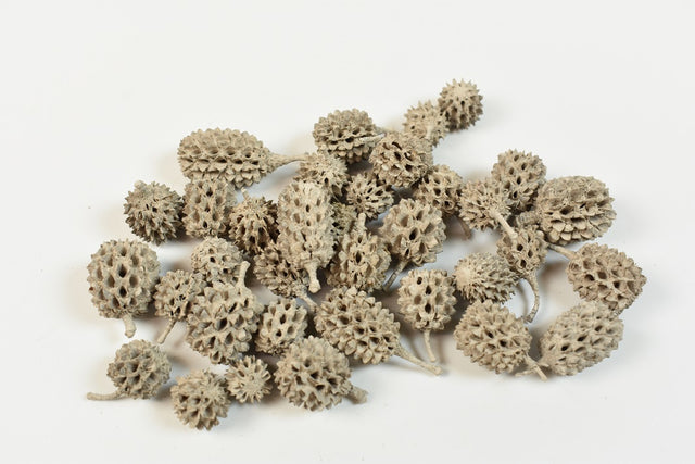 Image for Casuarina vopsit gri