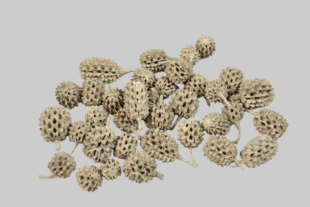 Image for Casuarina vopsit gri