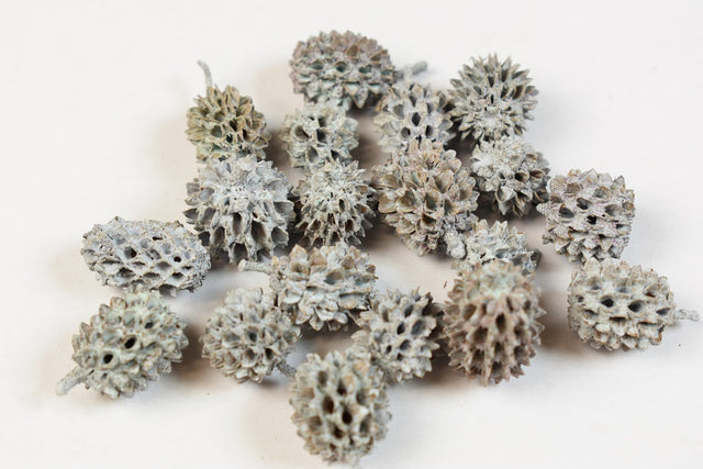 Image for Casuarina vopsit albastru deschis