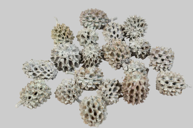 Image for Casuarina vopsit albastru deschis